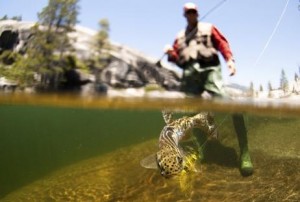 fishing trout water Mörrum